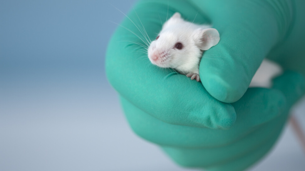 Учени успяха да отгледат ембриони на мишки в изкуствена утроба