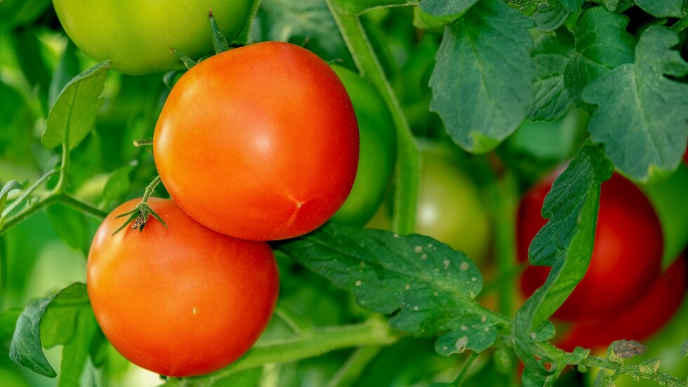 Родното зеленчукопроизводство – максимално свито, разчитаме на износ