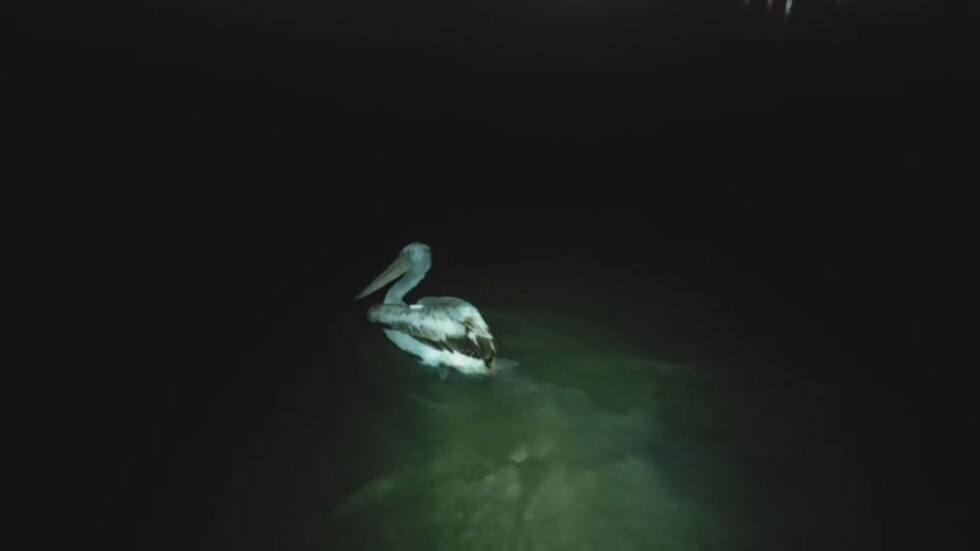 За първи път еколози поставиха предавател на къдроглав пеликан у нас