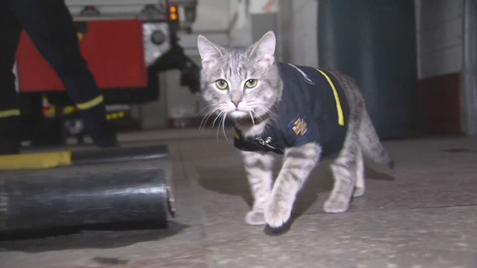 Котка пожарникар на служба в Киев (ВИДЕО)