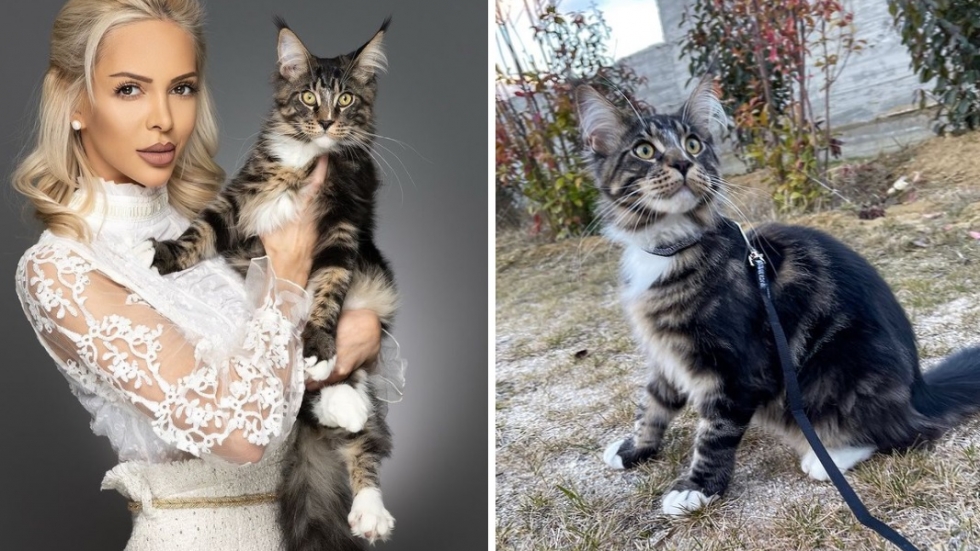 Жанета Осипова търси дом за жена от Украйна с дете и девет котенца