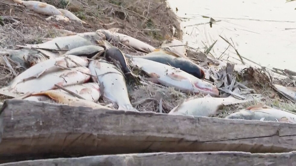 Язовир край Варна пред екокатастрофа: Защо край брега изплува много мъртва риба?