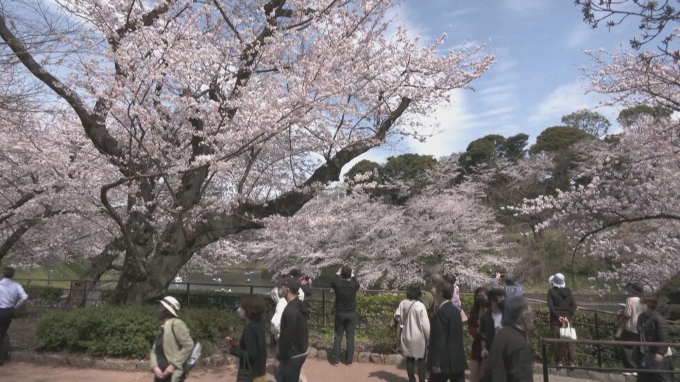 Красота по улиците на Токио: Японските вишни цъфнаха по-рано