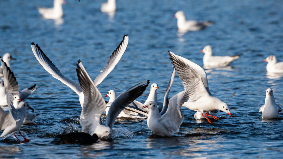 Нова болест, причинена от пластмаса, е открита при морските птици