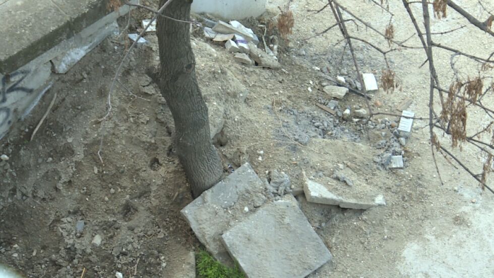 “Aз, репортерът“: Неправомерно ли са премахнати дървета в Пловдив?