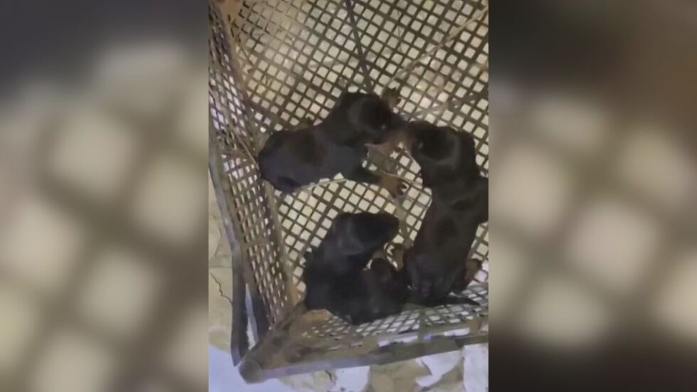 28 дни под руините: Три новородени кученца са спасени в Турция (ВИДЕО)