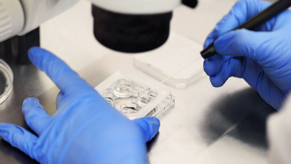 Научен пробив: Учени създадоха яйцеклетки от клетки на мъжки мишки