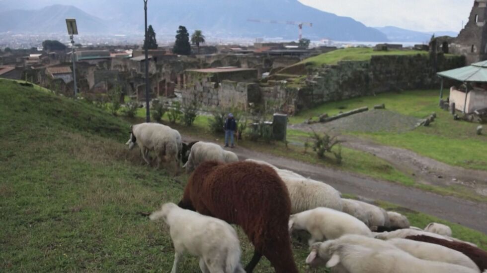 Стадо овце ще поддържа тревата в древния град Помпей 