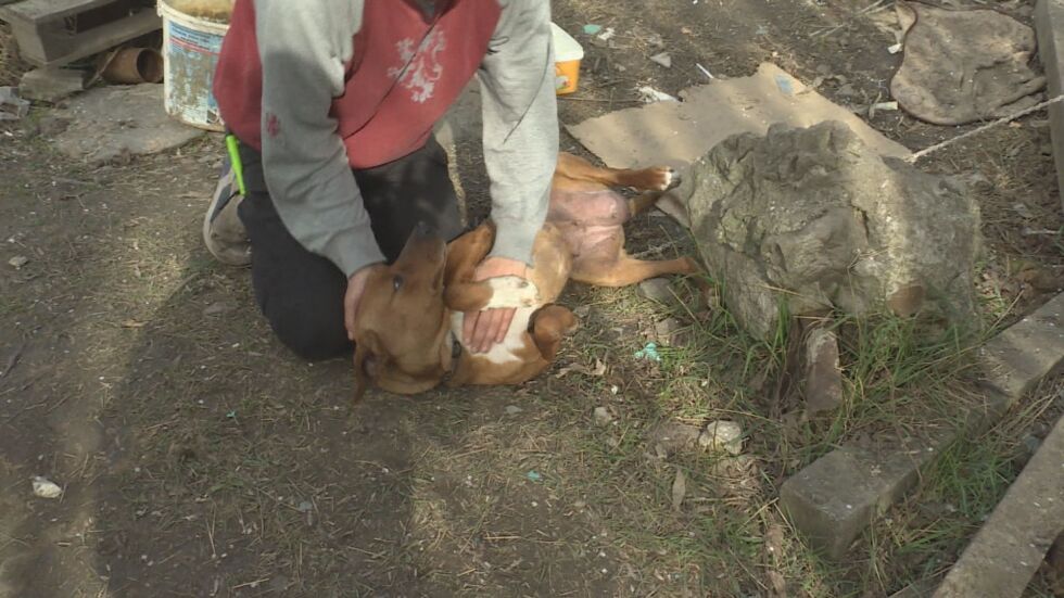 Жестокост към животно: Мъже откриха куче, затрупано в изоставена шахта
