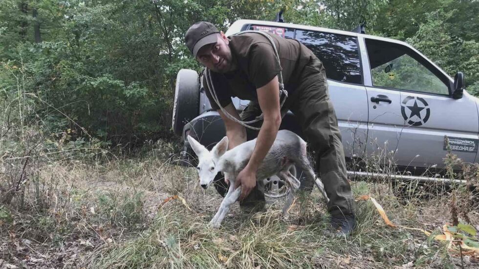 „Поличба на блага вест“: Кой спаси белия сръндак в Родопите?