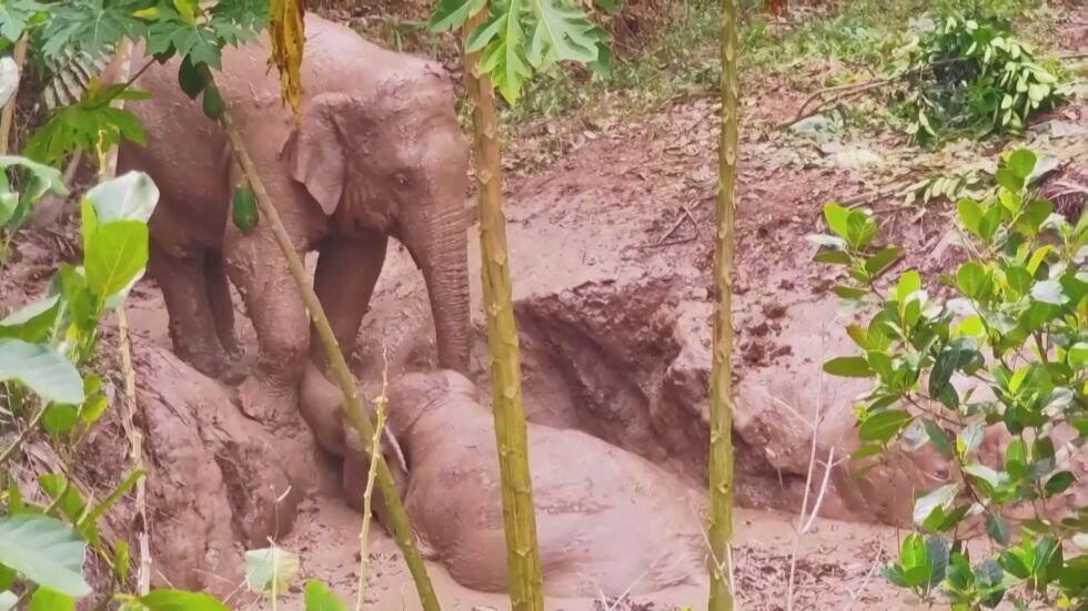 Слон попадна в капана на кално езеро, приятелят му опита да го спаси (ВИДЕО)