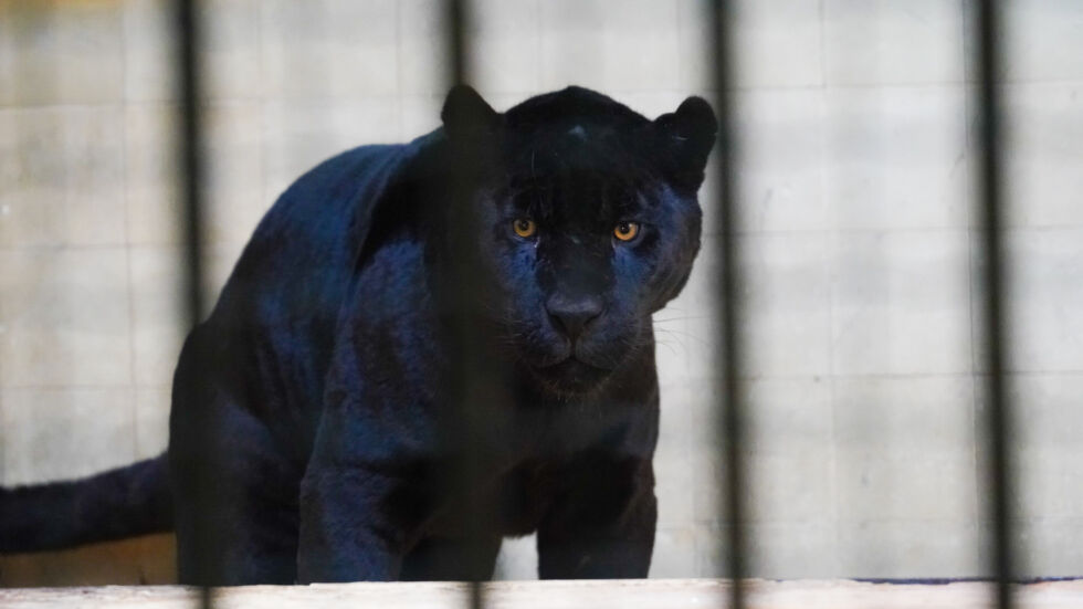 Столичният зоопарк - с два черни ягуара (СНИМКИ)