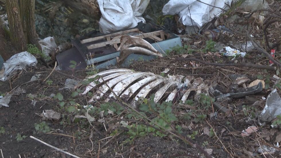 Пред екокатастрофа: Чували с мъртви животни край водохващането на мездренско село