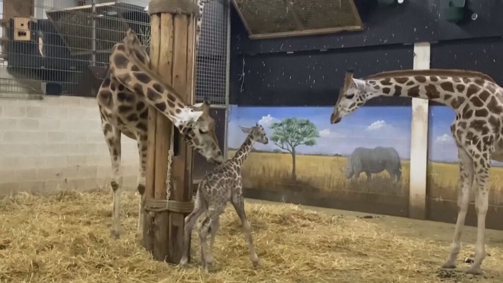 В белгийския зоопарк се роди рядък вид жираф (ВИДЕО)