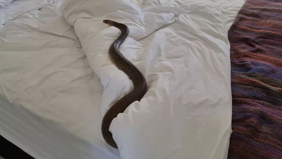 Ауч! Жена намери смъртоносна 2-метрова змия, докато сменя чаршафите