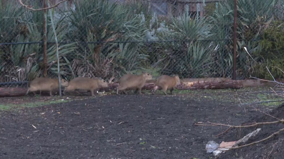 "Храна, сън и баня" - любимите неща на семейството капибари в зоопарка в Бургас 