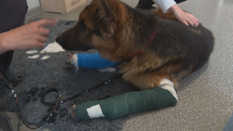 Арес – кучето, което трогна цяла България: Сложната операция мина успешно
