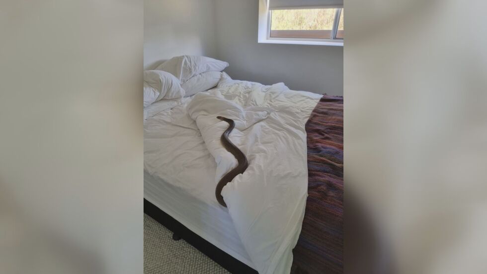"Тя ме гледаше": Жена намери отровна змия в леглото си (СНИМКИ)