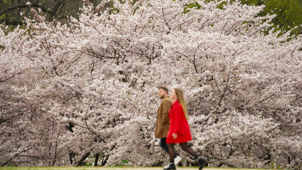 Вашингтон се обагри в бледорозово: Цъфнаха вишните, подарени от Япония (СНИМКИ) 