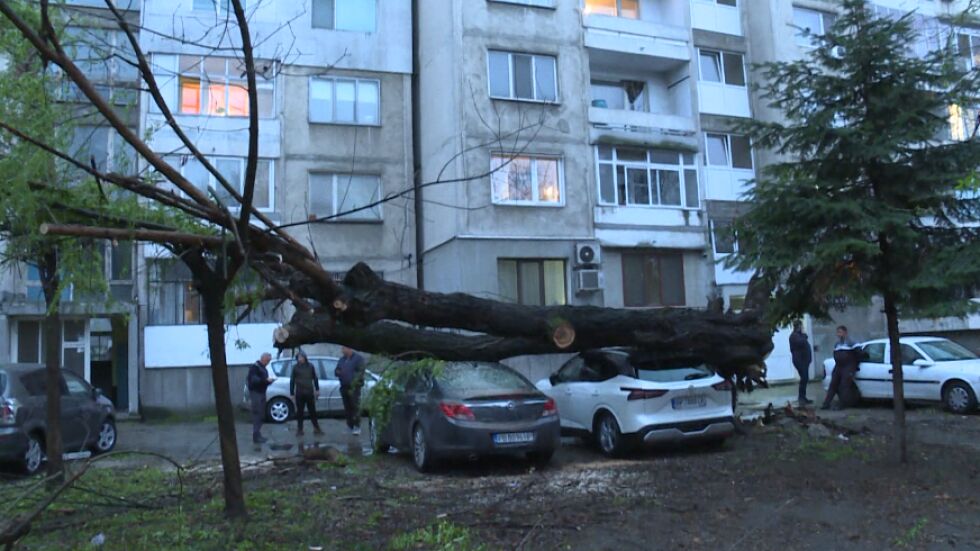 След като клон падна върху мъж в Пловдив заради вятъра: Какво е състоянието му?