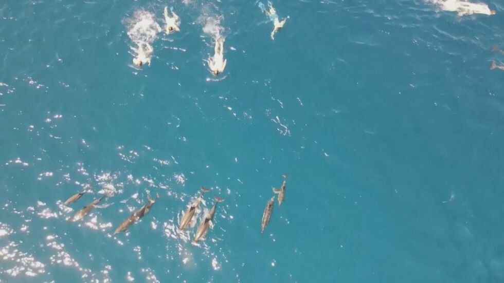 Плувци тормозят диви делфини (ВИДЕО)