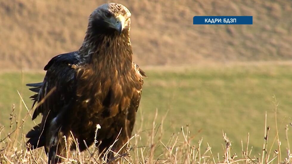 Масово отравяне на птици в Западна Странджа: Сред тях е защитеният царски орел