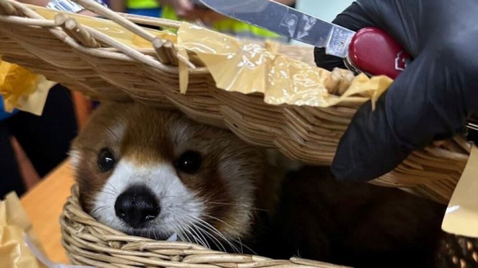  Контрабанда на застрашени типове: Откриха алена панда и още 86 животни в багаж на летище 