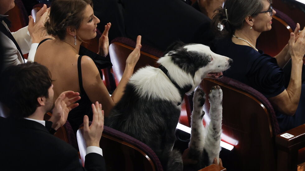 "Пляскащо" куче се превърна в звезда на Оскарите (ВИДЕО И СНИМКИ)