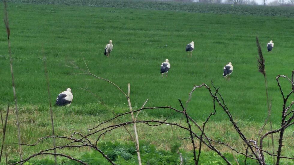  Ято щъркели спря за отмора в Бургаско (ВИДЕО) 