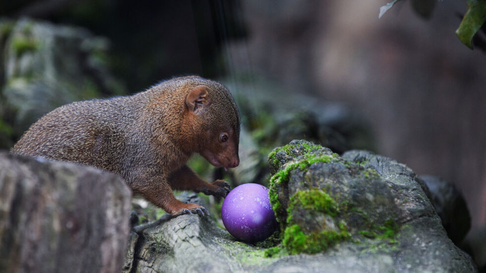 Животни търсят великденски яйца в зоопарк (ВИДЕО и СНИМКИ)