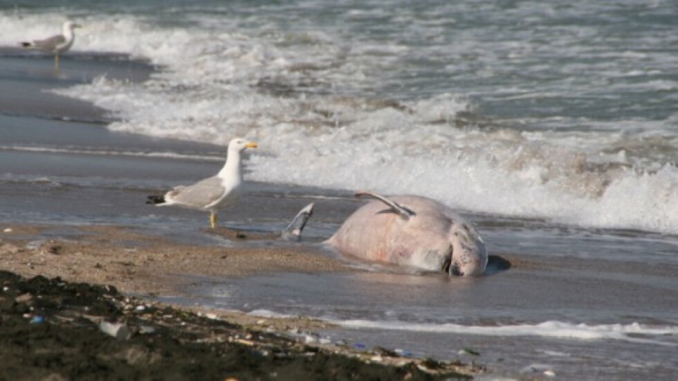 Мъртви делфини по Черноморието и това лято
