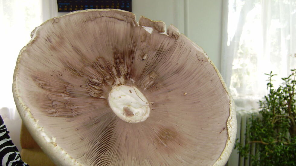  Откриха гъба край Омуртаг, тежаща половин кг 