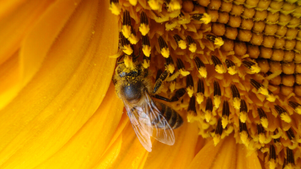 Кърлежи пренасят вируса, който избива пчелите по света