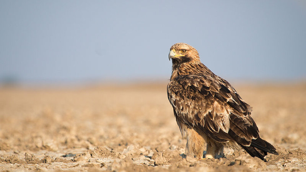 Спасен царски орел е забелязан над Турция 