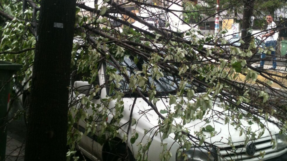 Дърво падна върху три коли в Благоевград (СНИМКИ)