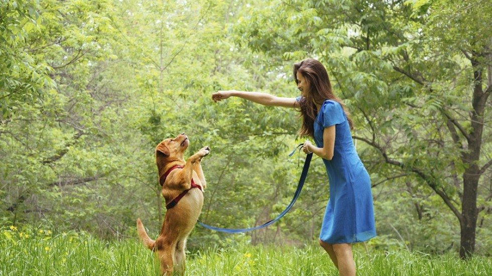 Два забавни трика, на които лесно може да научите кучето си (ВИДЕО)