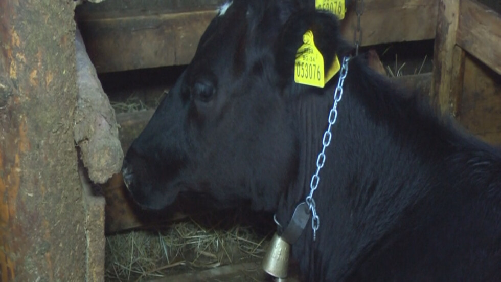 Жива верига в Абланица срещу евтаназия на стадо крави