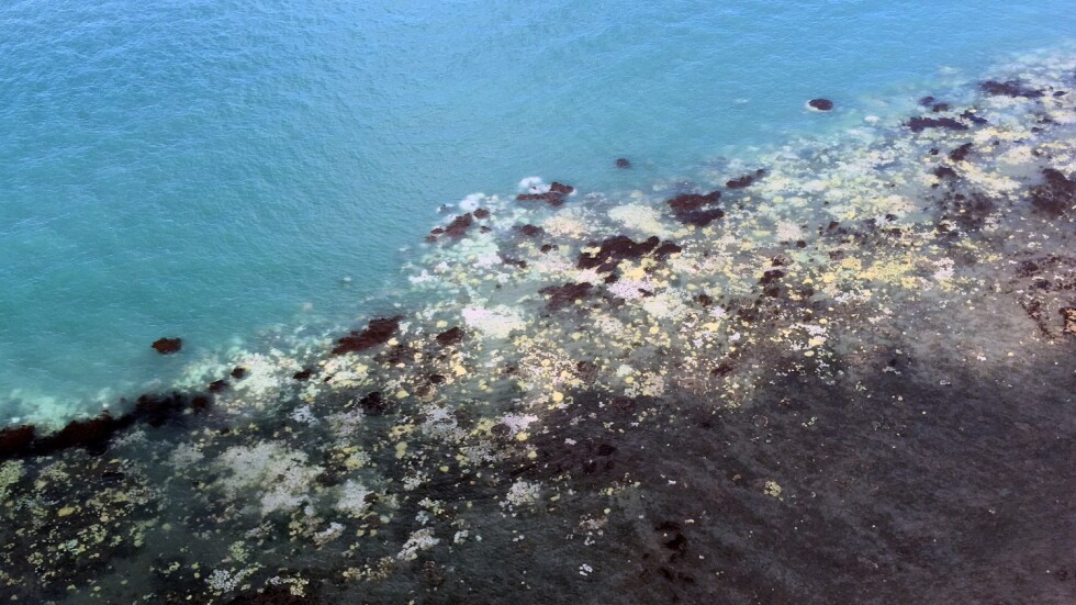 Коралите в Големия бариерен риф избеляват (ВИДЕО)