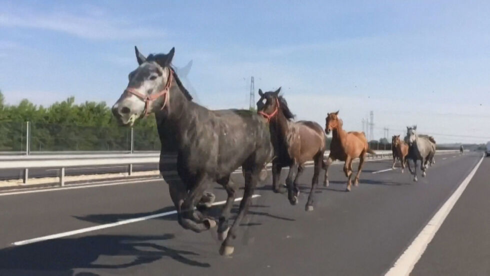 Суматоха на пътя в Унгария… коне препускат по магистралата (ВИДЕО)