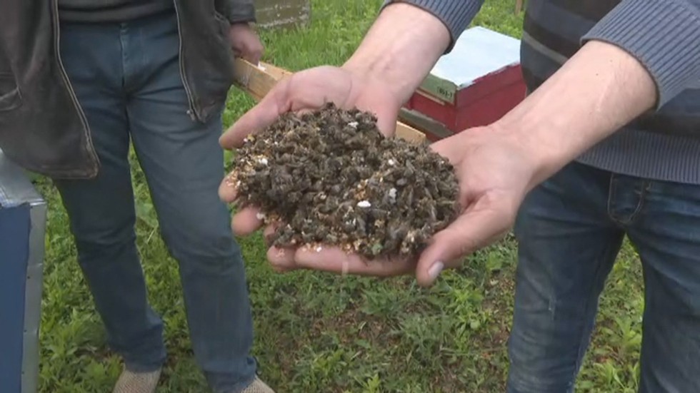 Стотици пчелни семейства измират заради пръскане с пестициди