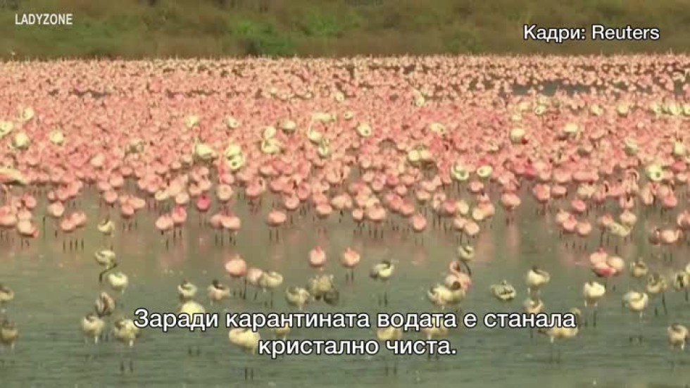 Нетипично - езеро в Индия стана ярко розово заради хиляди фламинги (ВИДЕО)
