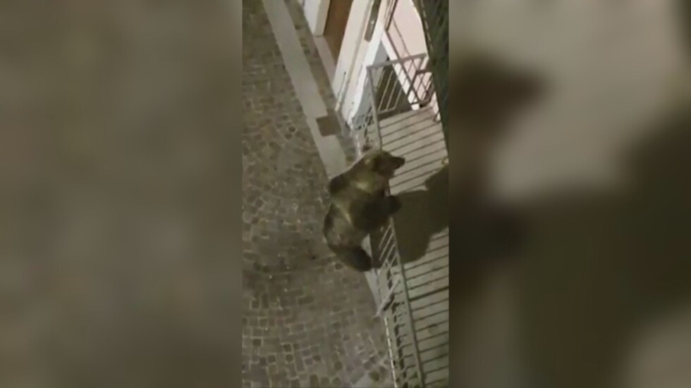 Мечка се покатери на втория етаж на сграда в италиански град (ВИДЕО) 