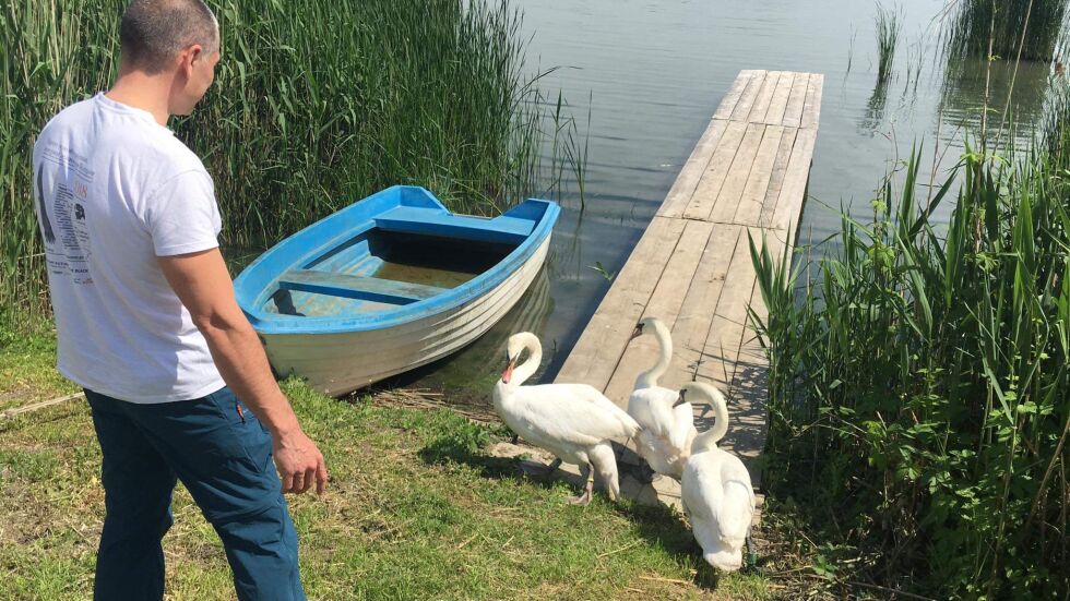 Пуснаха в езерото Вая три лебеда, конфискувани от частен дом