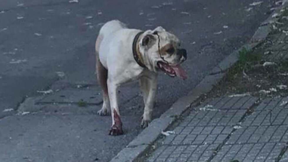 Намериха собственика на кучето, нахапало две деца и жена в Пазарджик
