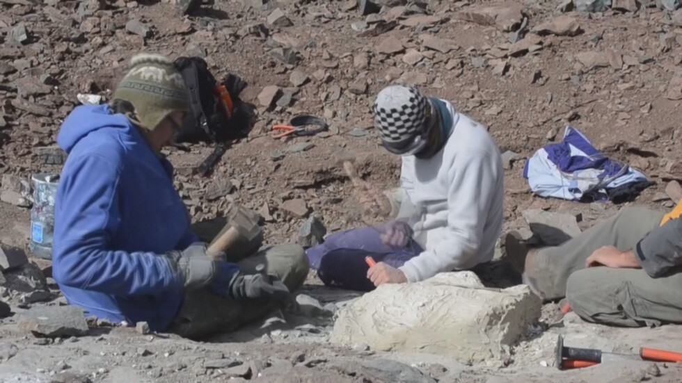 Откриха останки от мегараптор в Аржентина