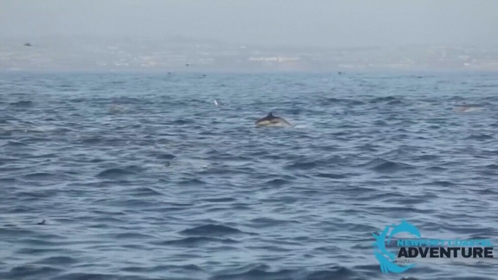 Хиляди делфини се събраха край бреговете на Калифорния
