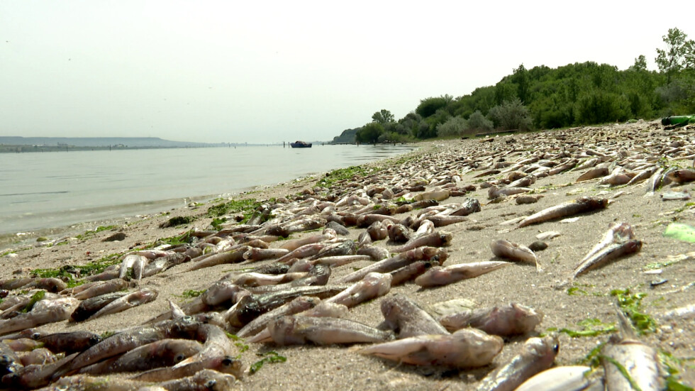 Мъртва риба край Варна: Институциите търсят причините за масовия мор