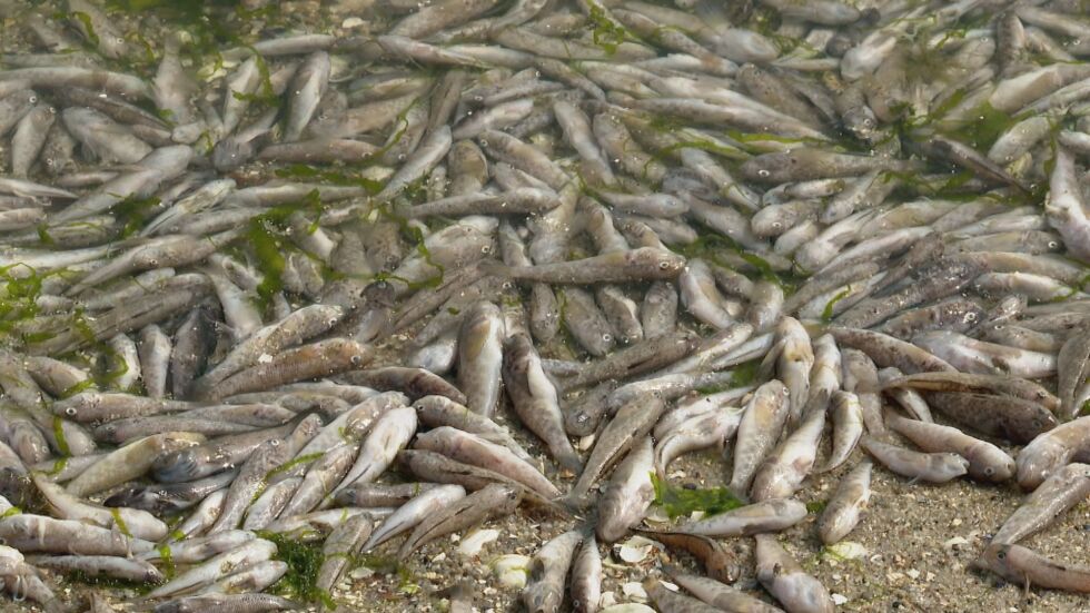 Откриха мъртви риби край Каварна, какво казва РИОСВ?