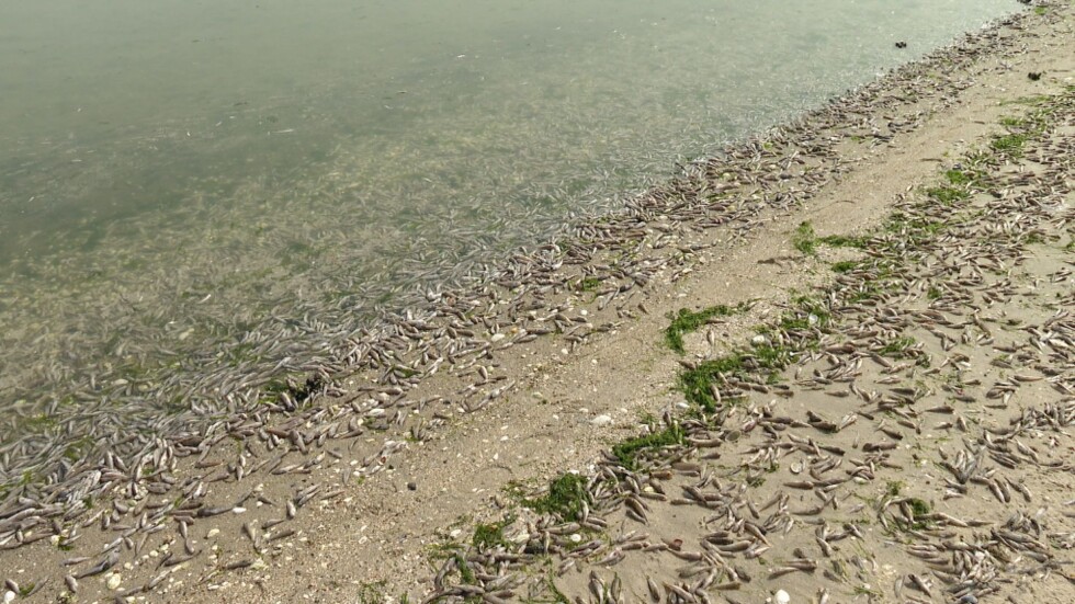 Екокатастрофа във Варненското езеро: Защо се появиха тонове мъртва риба?
