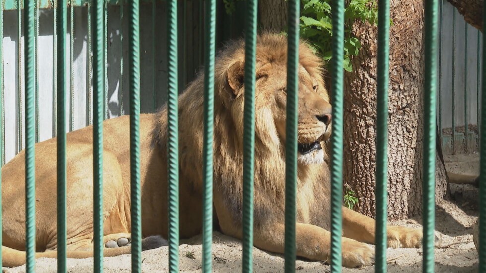 Лъвовете в зоопарка на Разград минават на специална диета